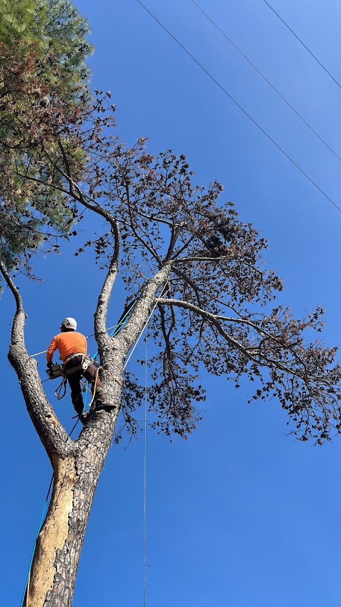 JSR Tree Service | Tree Removal & Trimming in Spring, TX