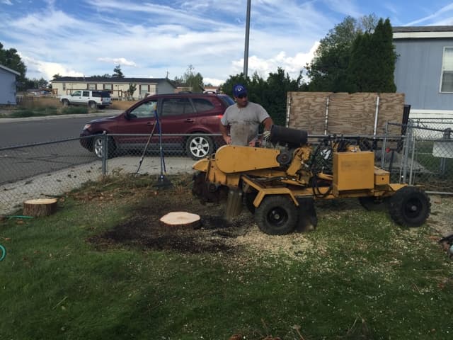 Russell's Artistry in Trees