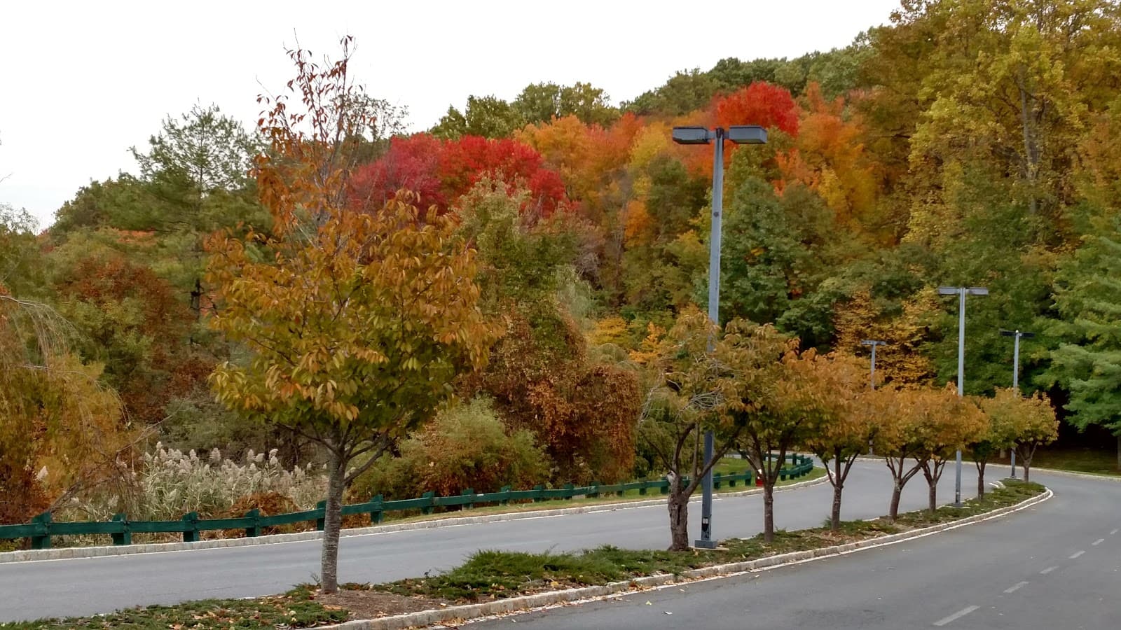 David's Tree Service & Landscaping, LLC