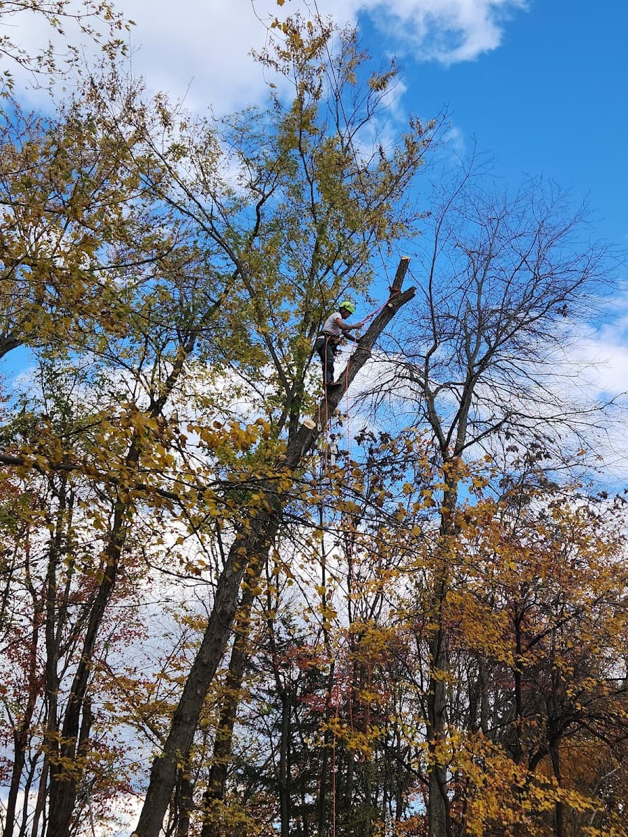 A to Z Tree & Outdoor Service