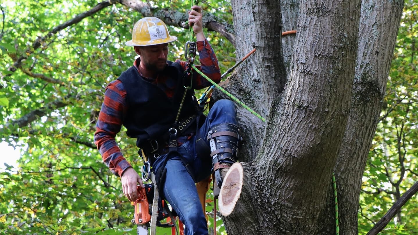 Hoot Owl Tree Service
