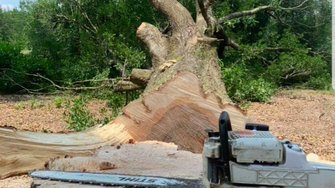 Allstate Tree & Trim