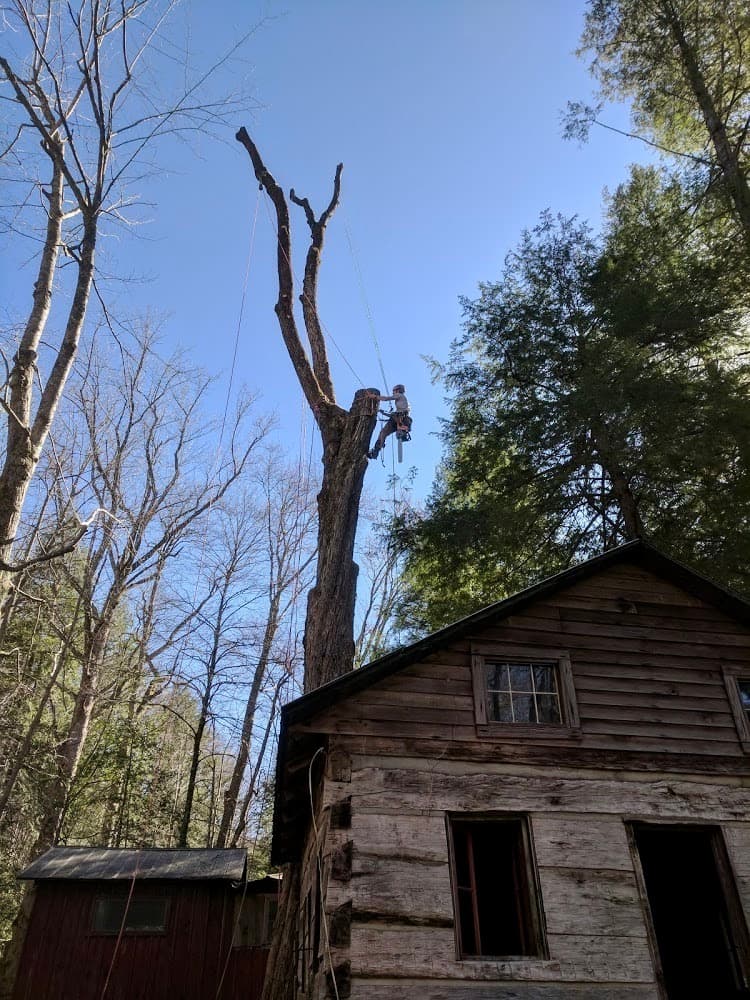 High Lonesome Timber