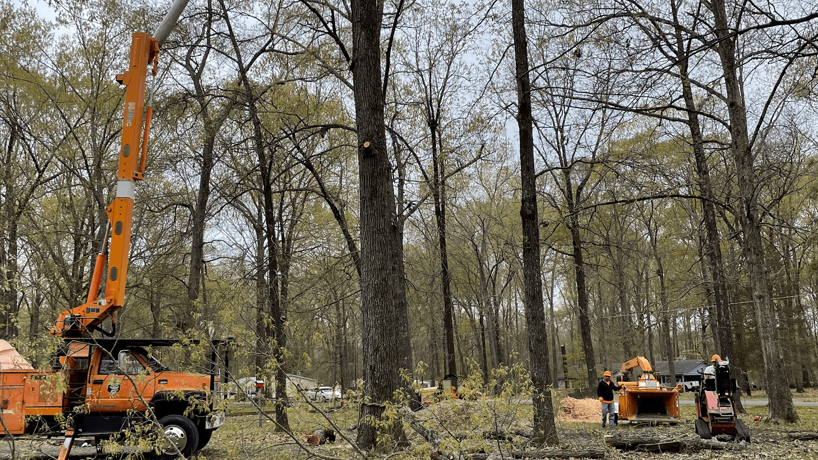 Treegorilla Tree Care Experts