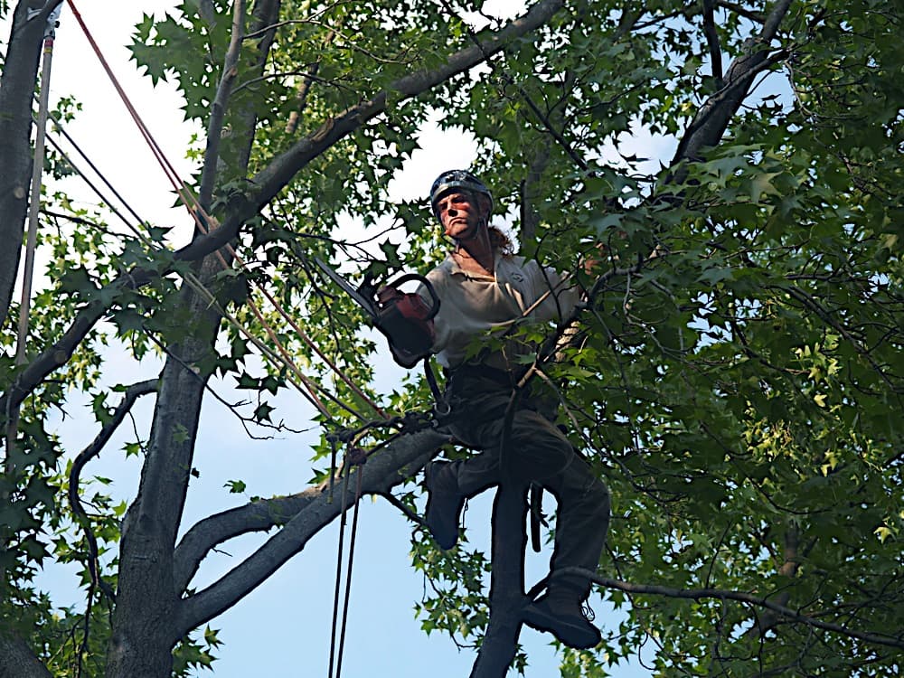 4 Seasons Arborscapes LLC