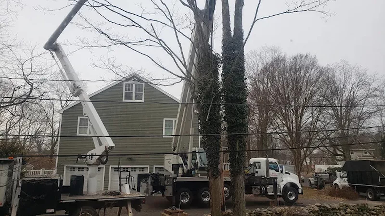 Northeast Tree Services