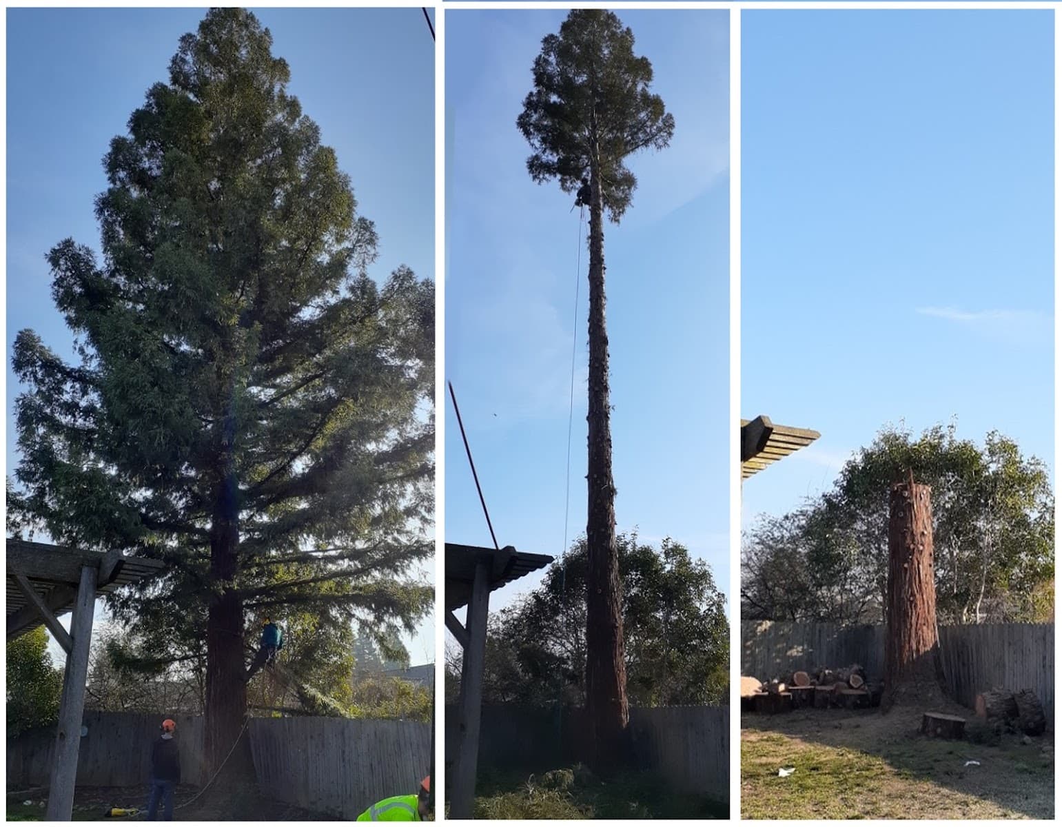 Bruno Ferazza Tree Service