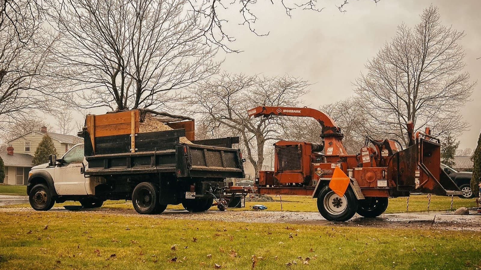 A To Z Buffalo Trees