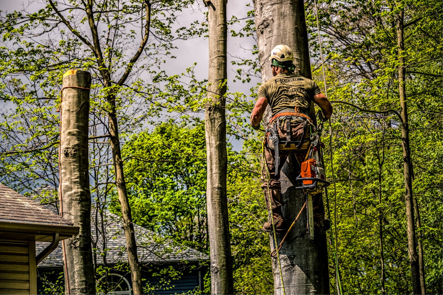 Rogue Tree Solutions