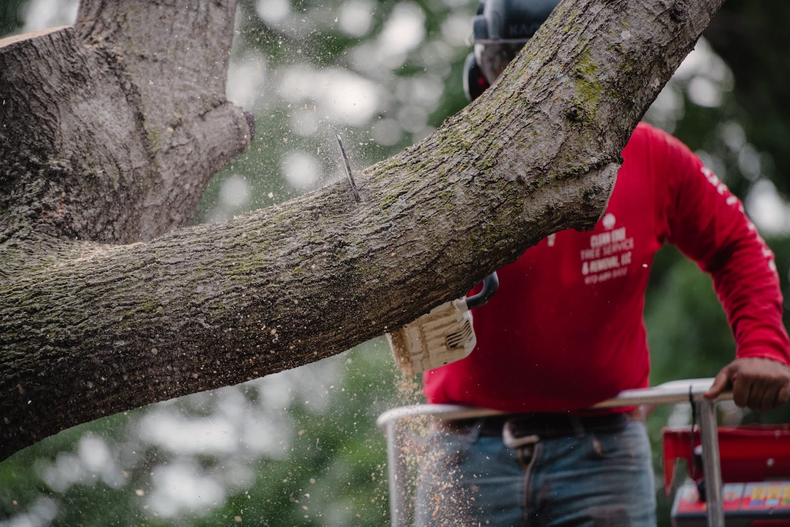 Clean Edge Tree Service & Removal