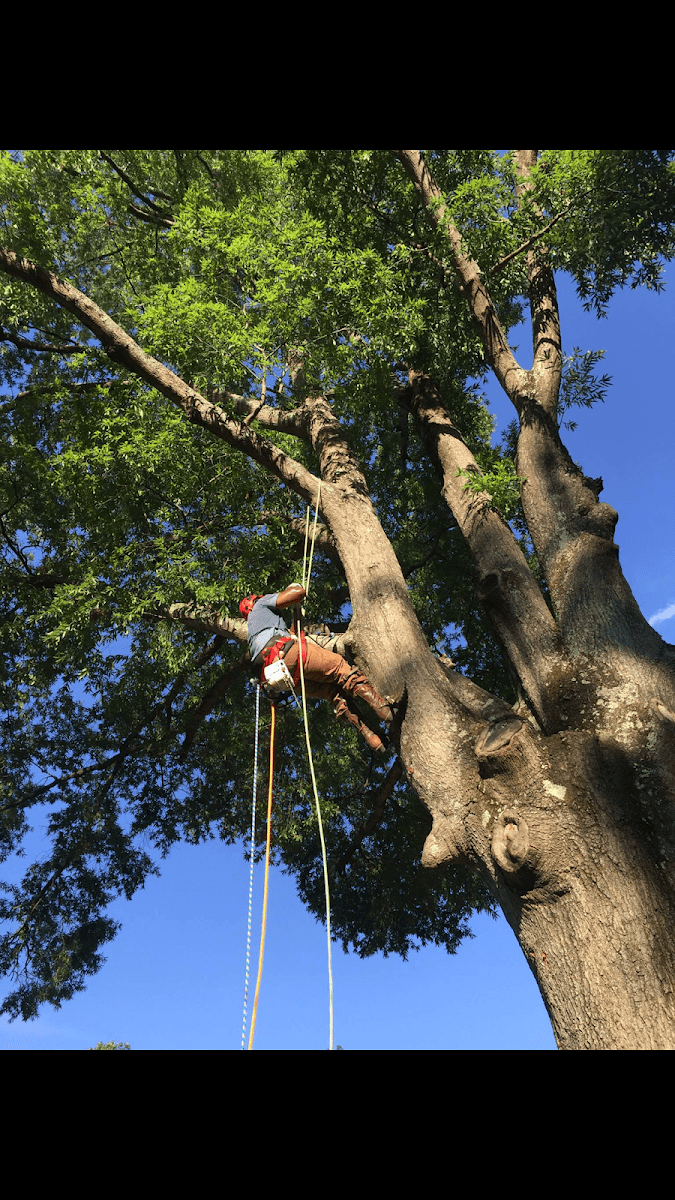 Champ’s Tree Service
