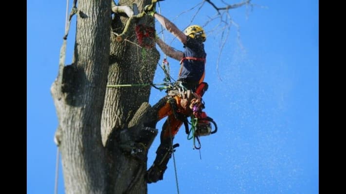 A & J Tree Service
