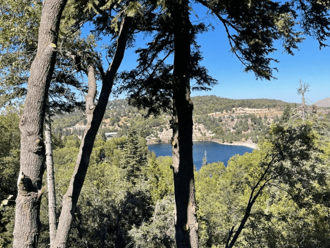 Zuletass Tree Services Corp