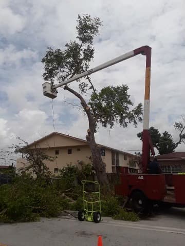 Tree Service All Stars