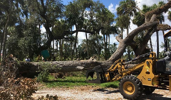 Jack's Complete Tree Services Inc