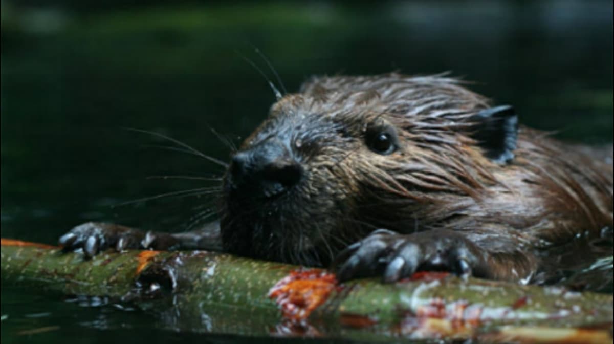 Duran's Tree Service LLC