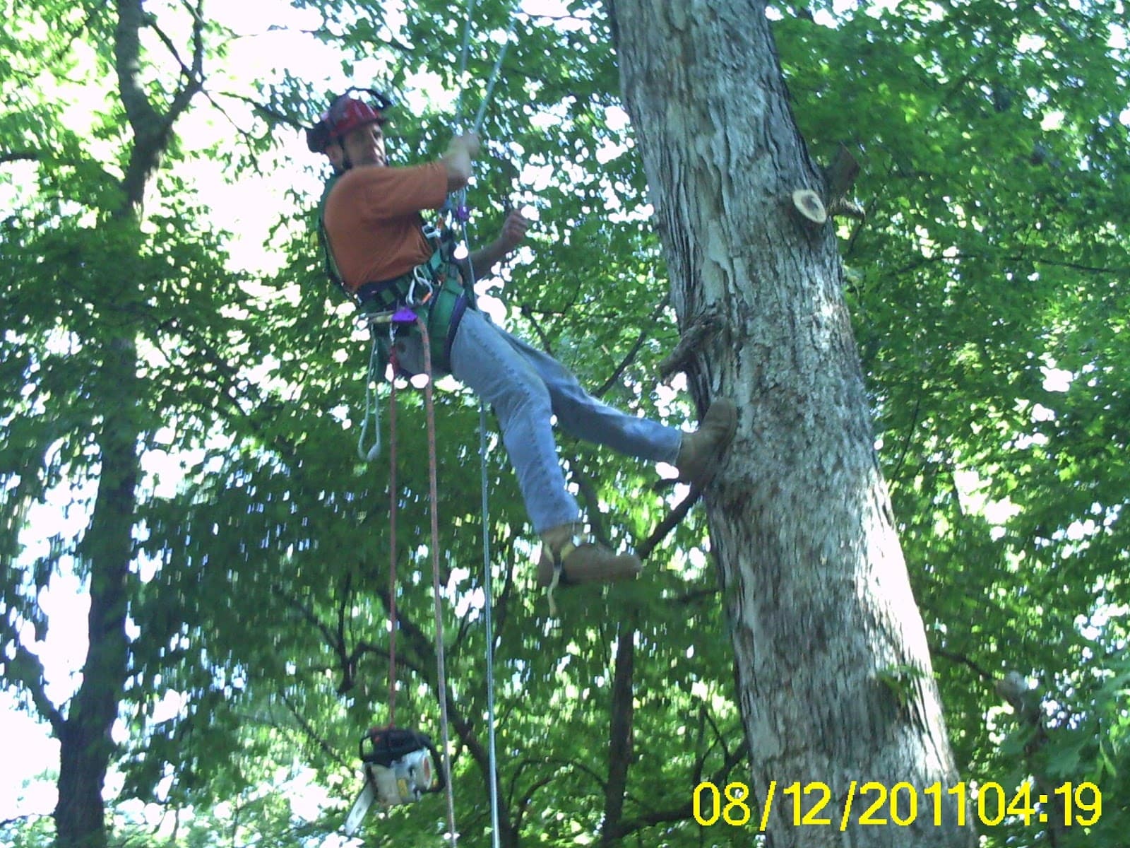 Urban loggers of Illinois LLC