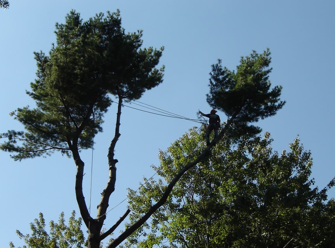 Ward Brothers Tree & Crane Services