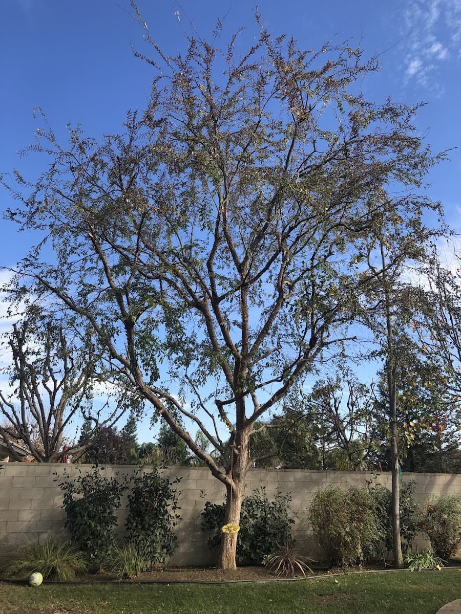 EMPIRE TREE SERVICE INC