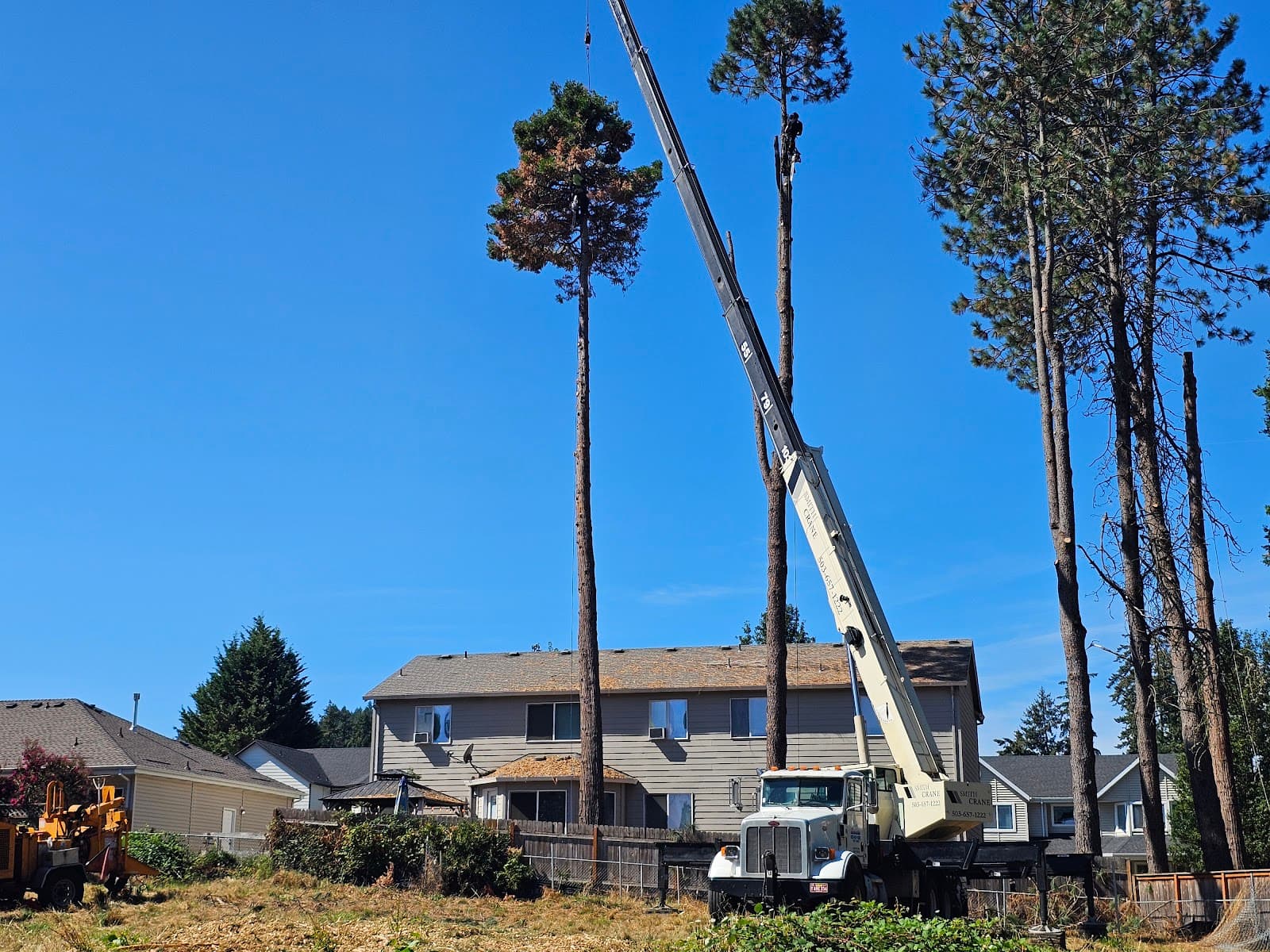 Mike's Pruning and Tree Care