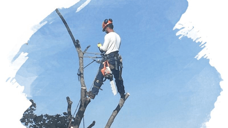 Chinchilla Tree Services, LLC