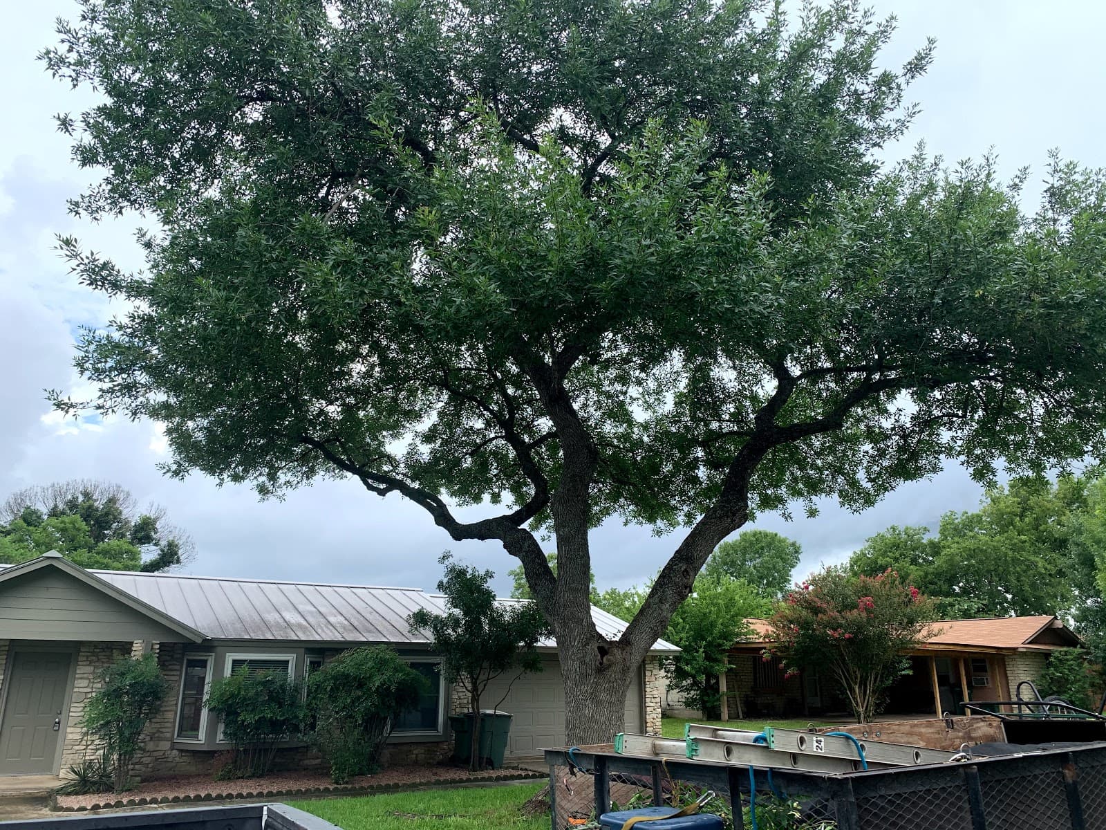 Frank The Tree Guy (tree service)