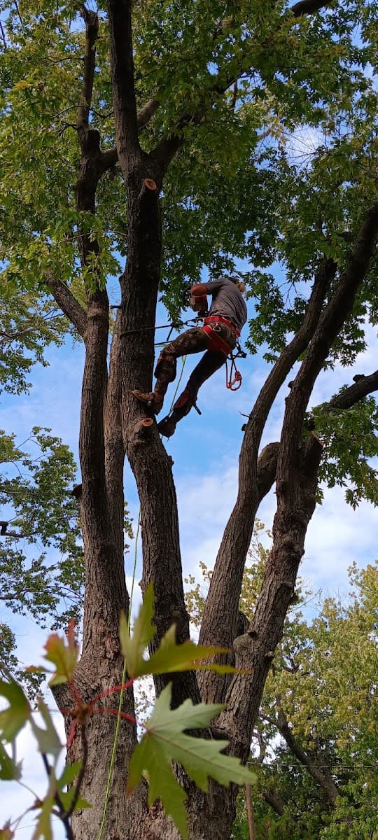 Branch Tops Tree Removal and Trimming