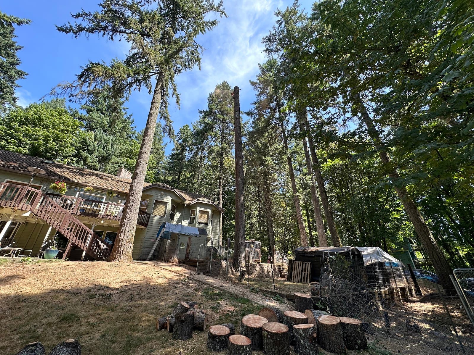 Single Line Tree Care