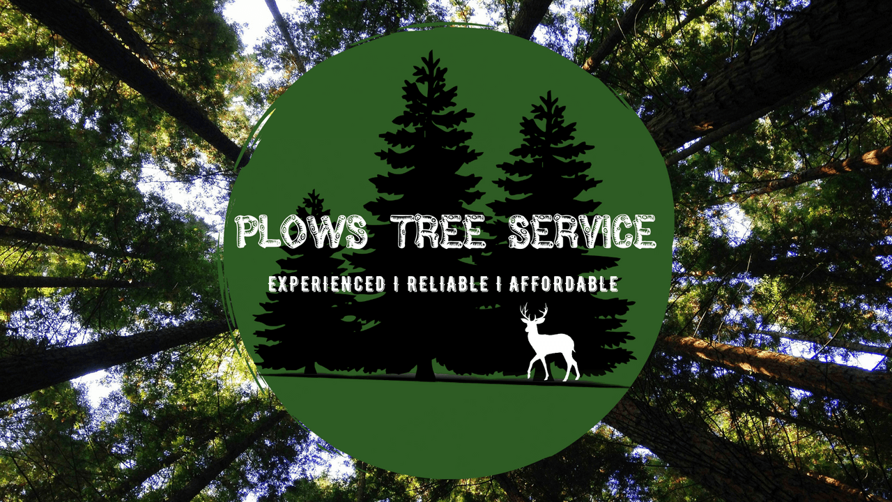Plows Tree Service