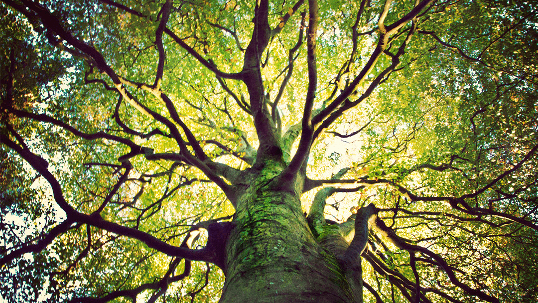 C&W Tree & Landscape Co