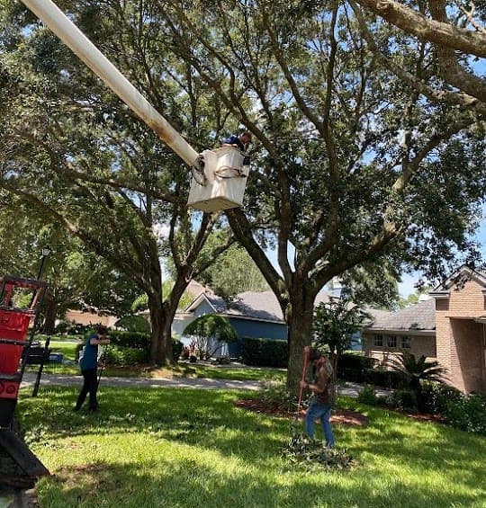 Mitchell's Tree Service