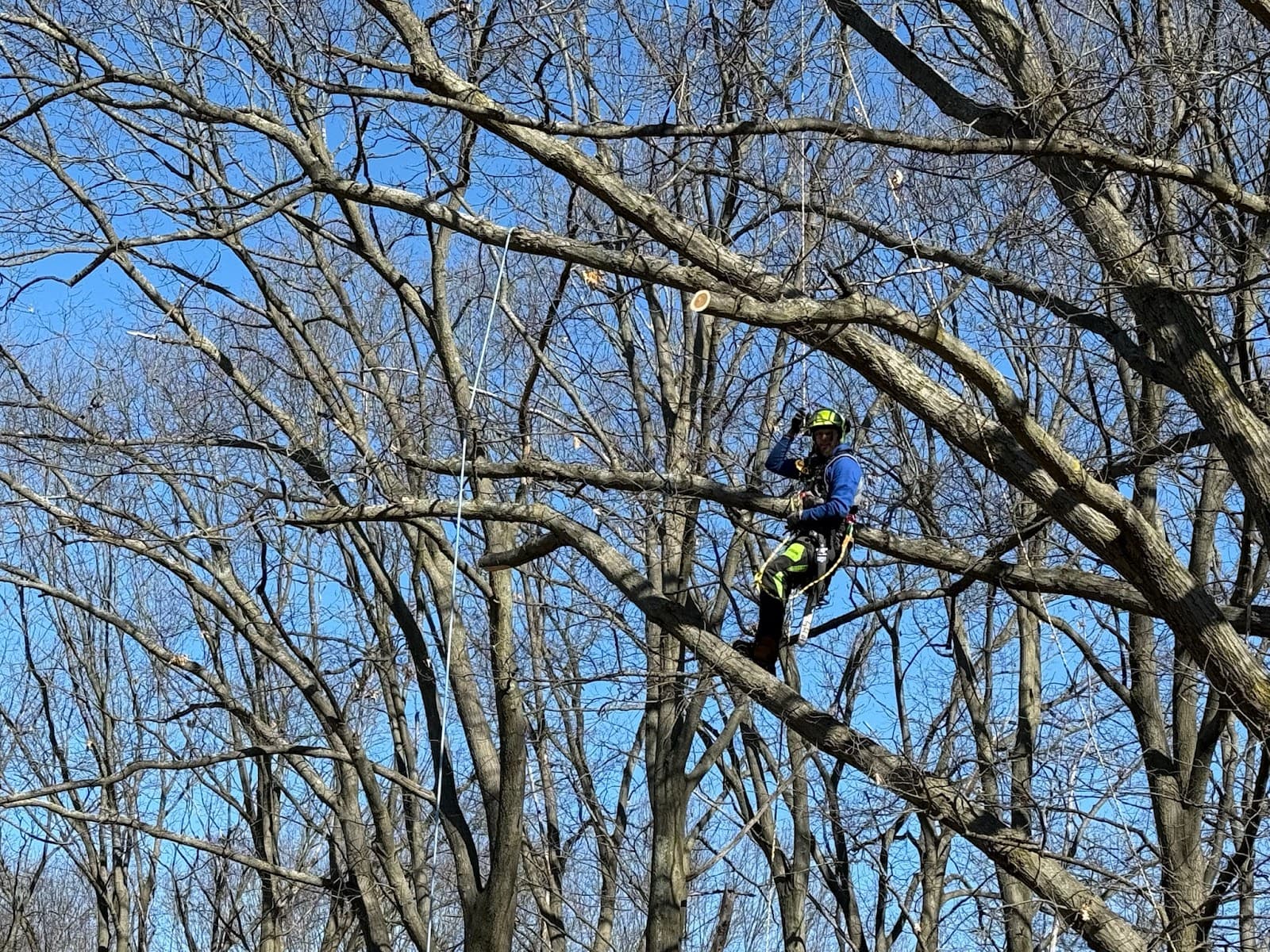 Sticks Tree And Trimmings