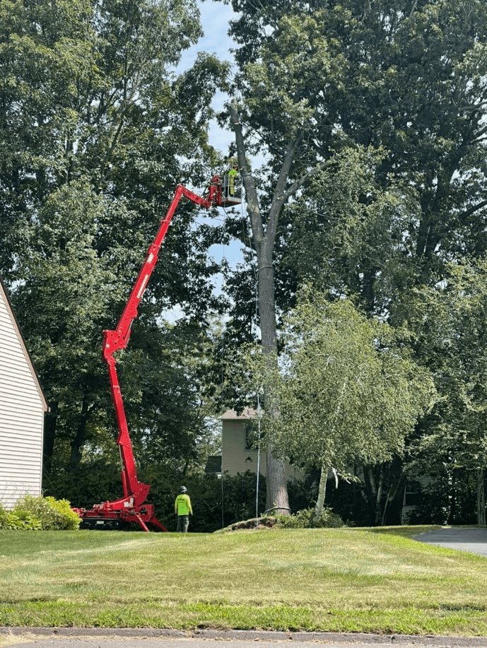 Apollo Contracting Tree Service LLC