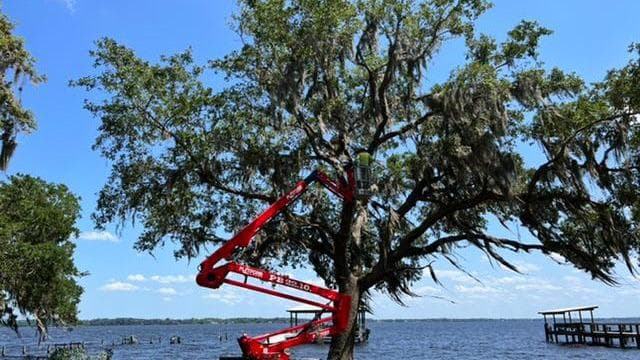 Tree Pros Of Florida