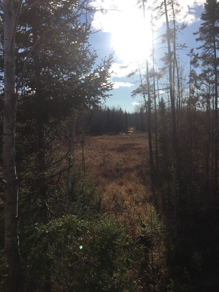 Sweet Leaf Tree Service