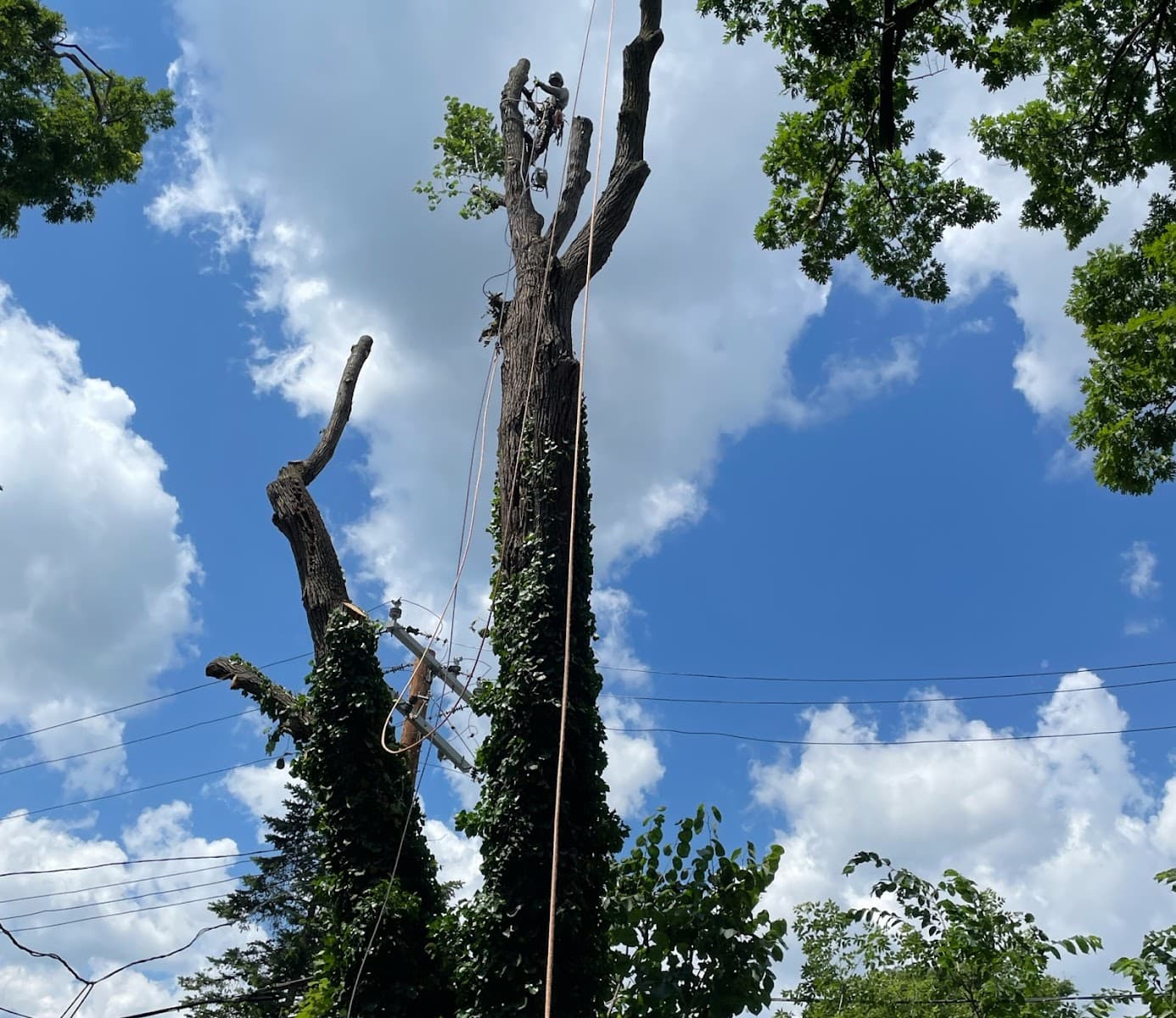 Ivan's Tree Services LLC