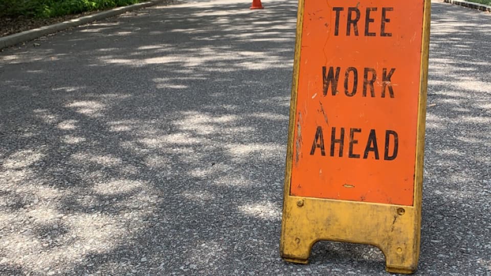 Carribean Tree Service & Landscaping