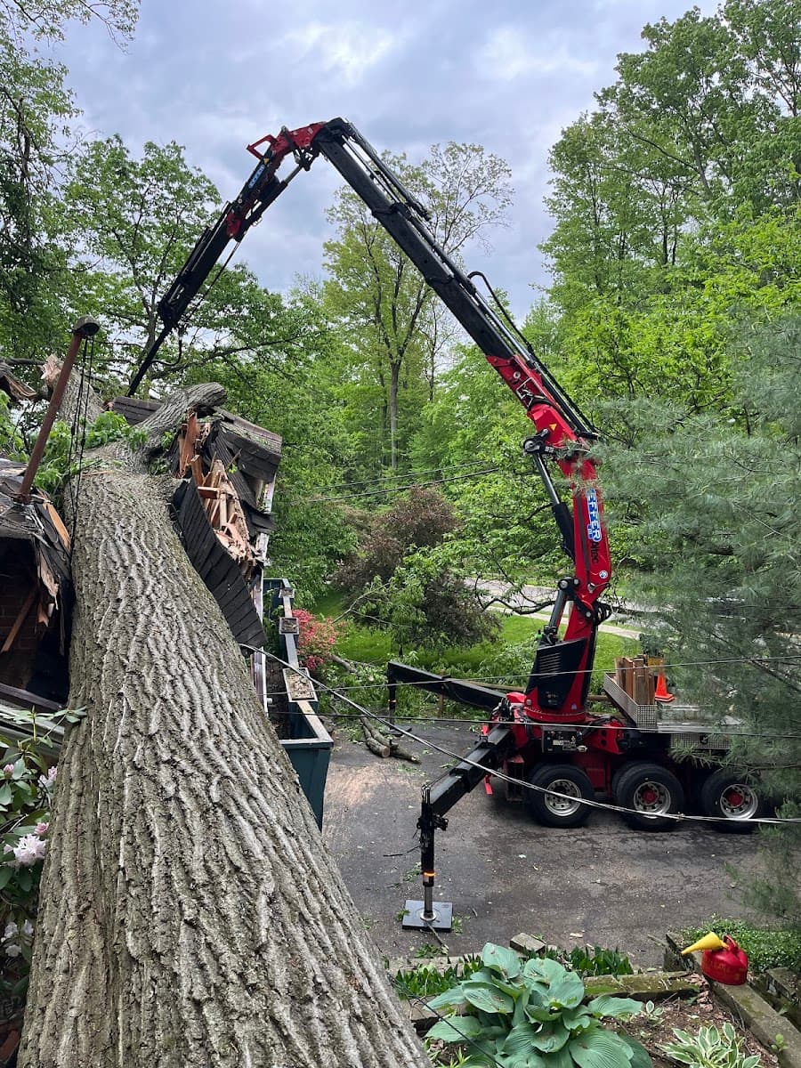 Jeff's Tree Removal LLC