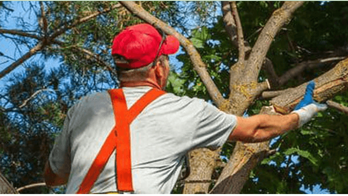 J&L Tree Service Inc