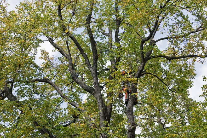 Houston Arbor Care Tree Service