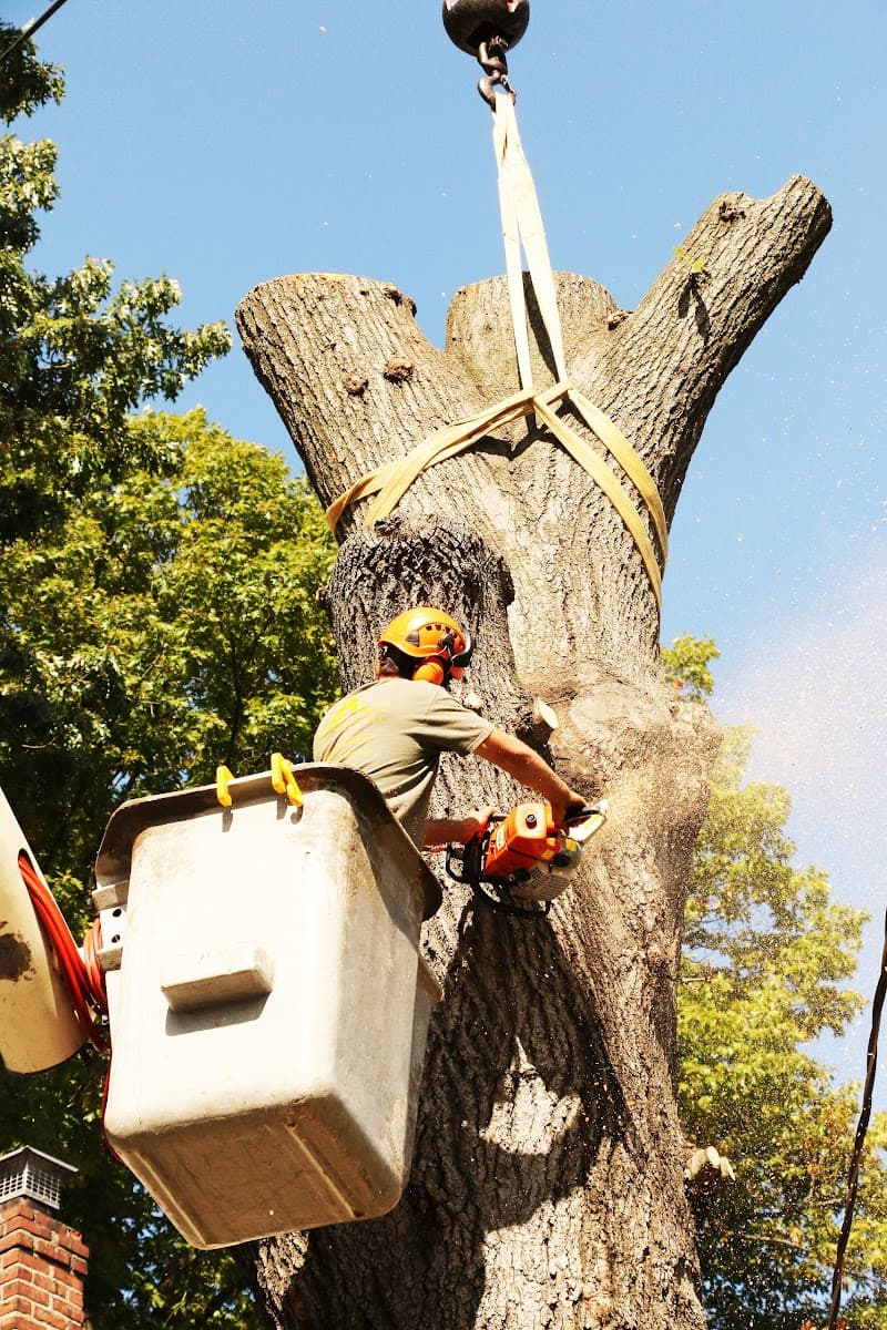 Arbor Ace Tree Service