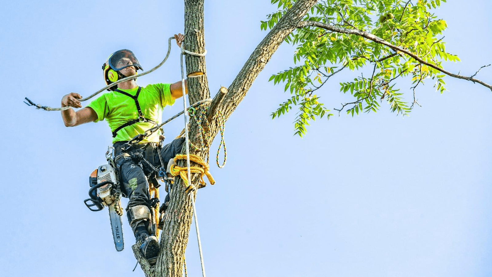Canopy Cops Tree Service LLC