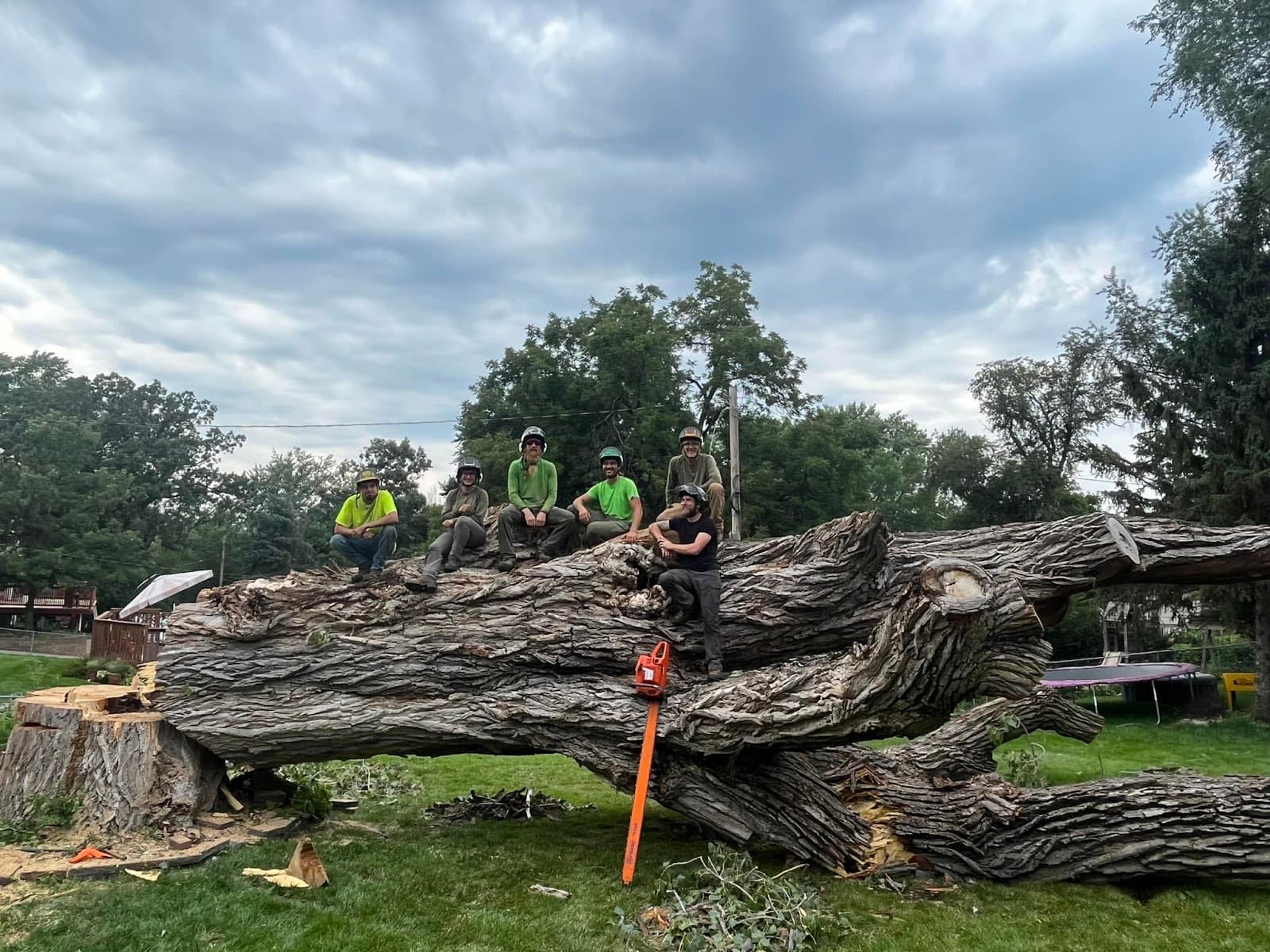 Atrium Tree Service - Omaha Arborist + Tree Trimming