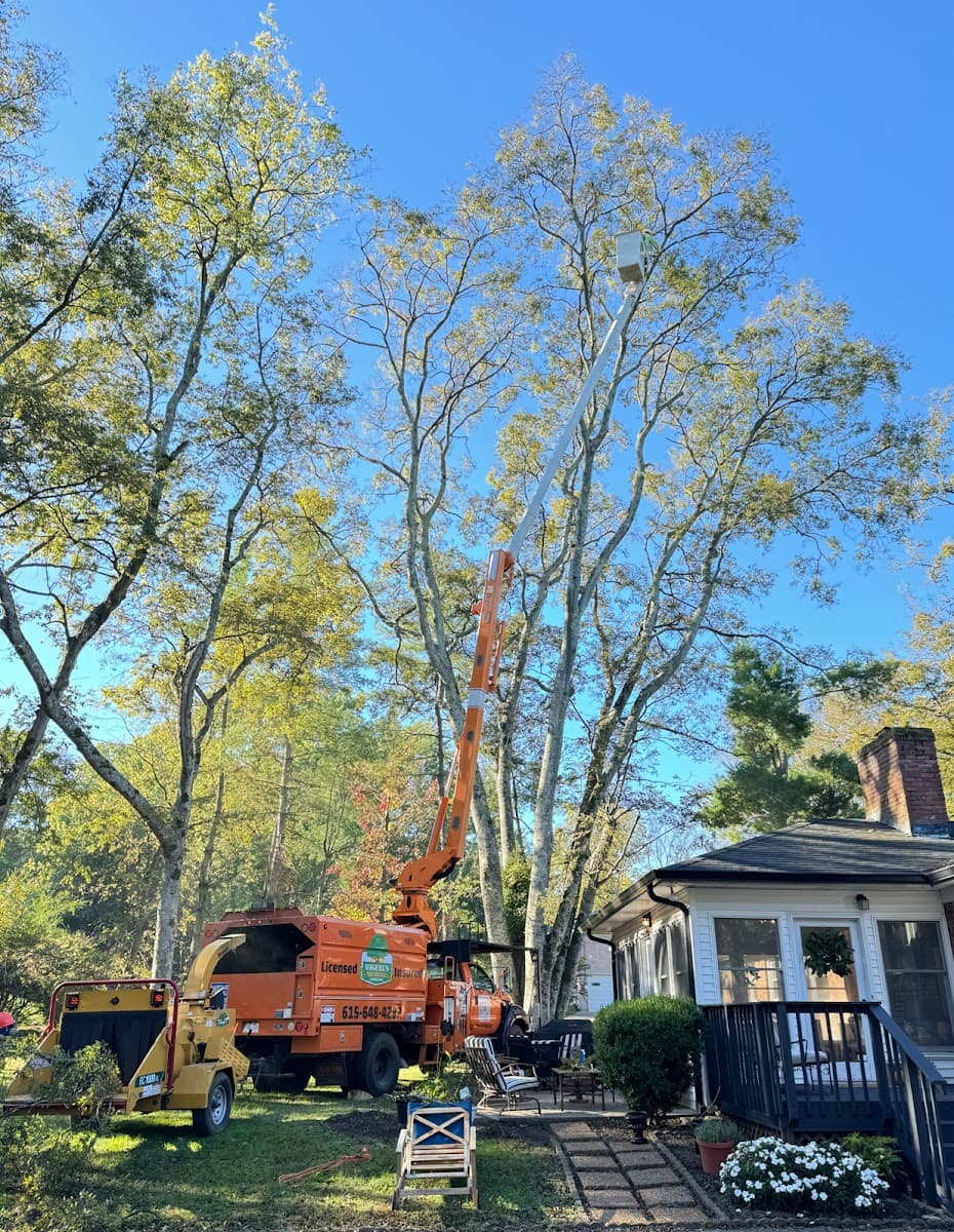 MIGUEL’S TREE SERVICES & LANDSCAPING