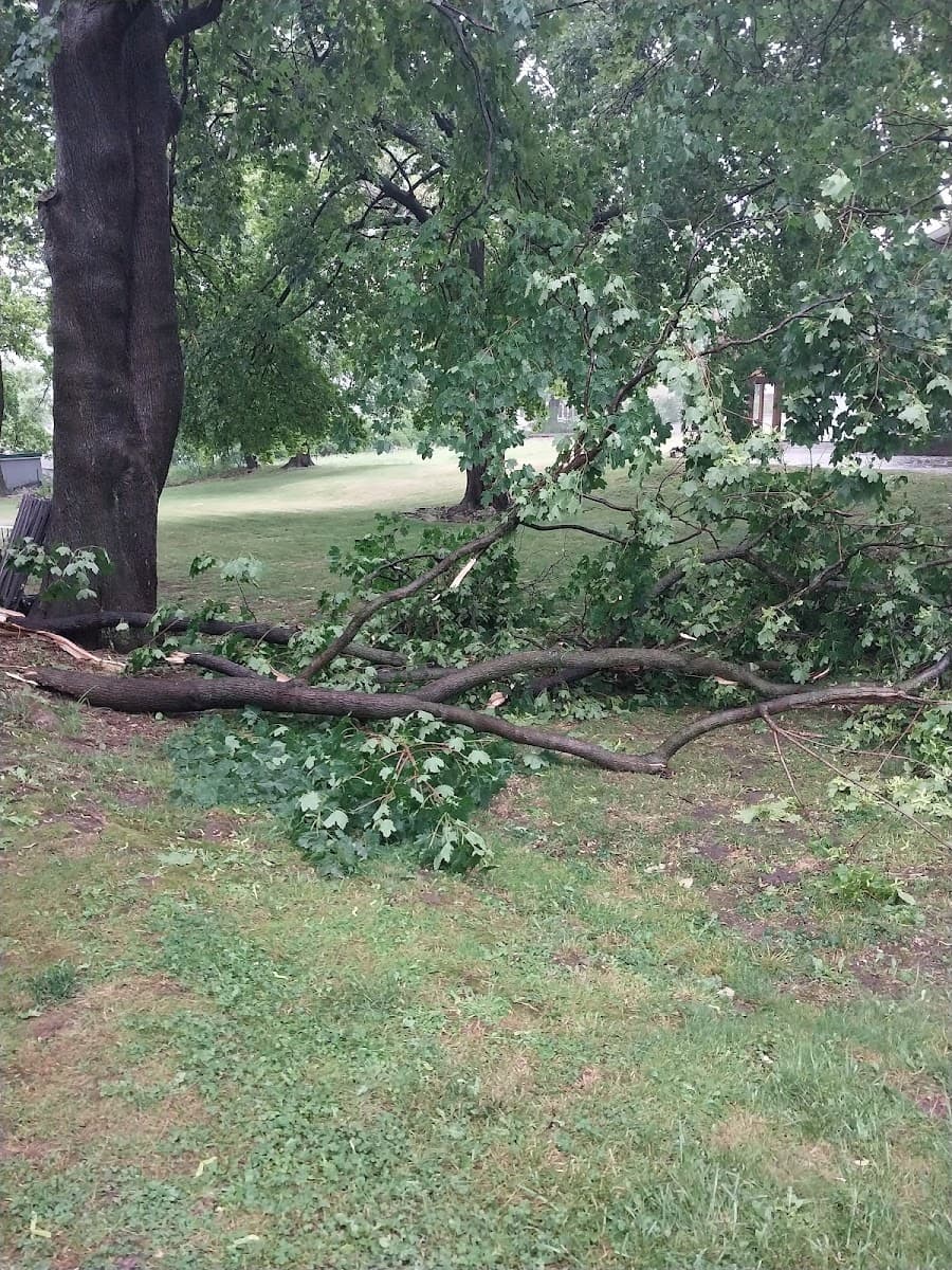 Done Right Tree Service llc