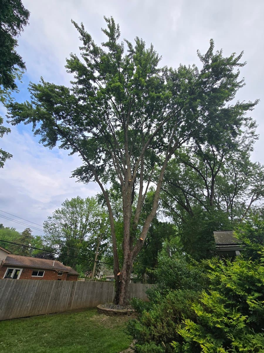 Arbor Cut Tree Service