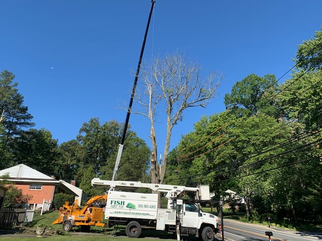 Fish Lawn and Tree, LLC