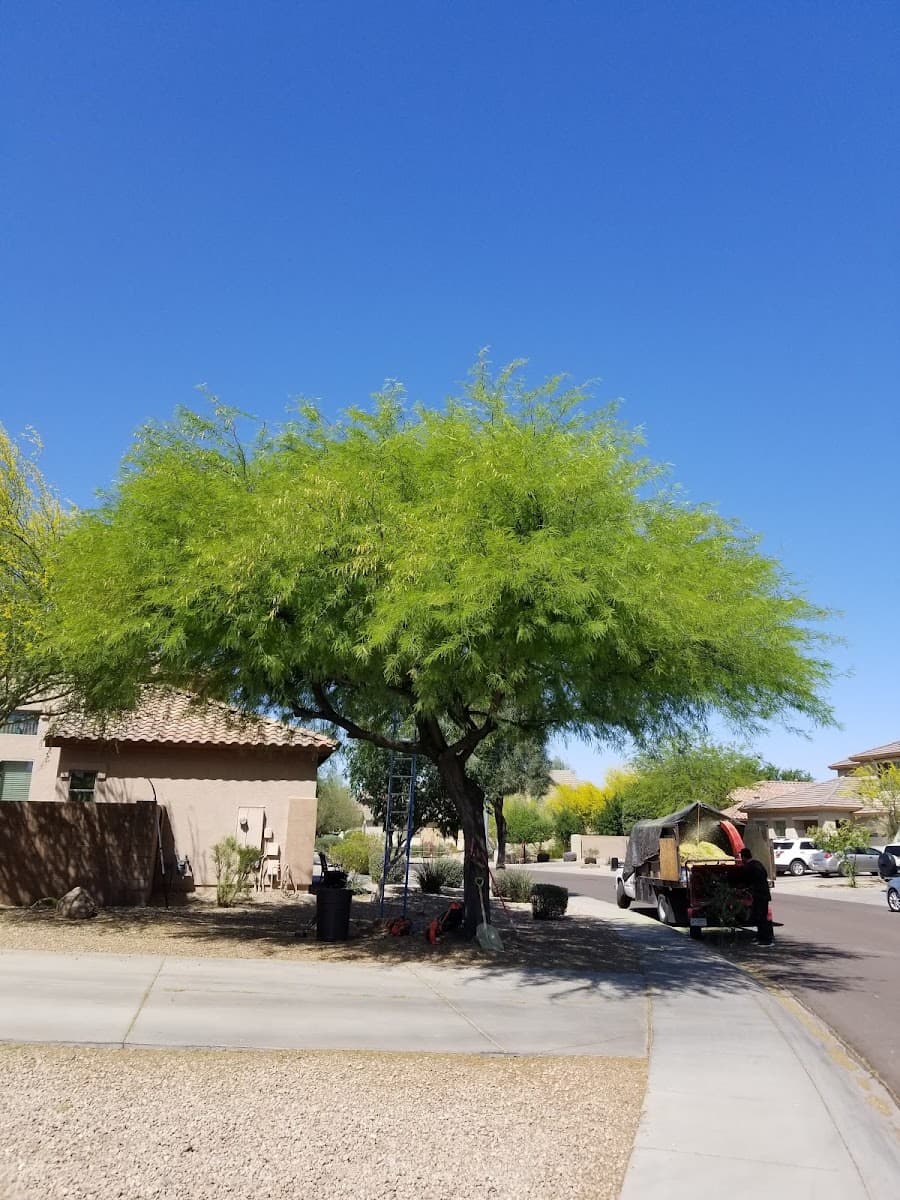 Arborzona Tree Service