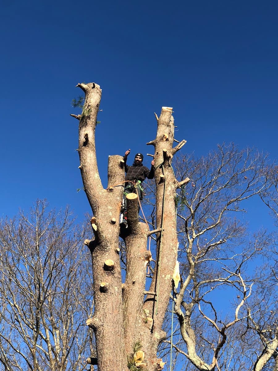Adam's Tree Service