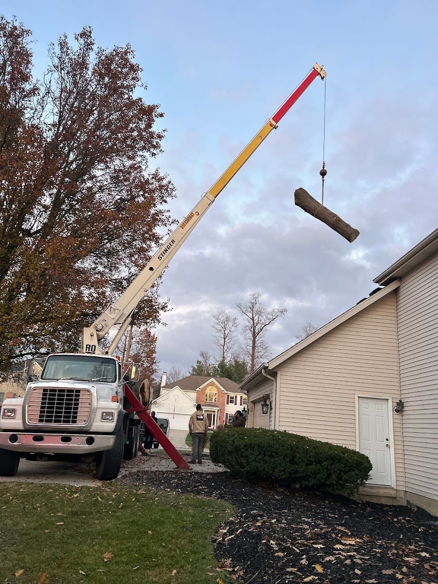 All season tree service